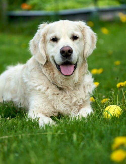 A happy cream-colored dog lies on green grass with dandelions, panting contentedly as a ball sits nearby in a sunny outdoor yard.