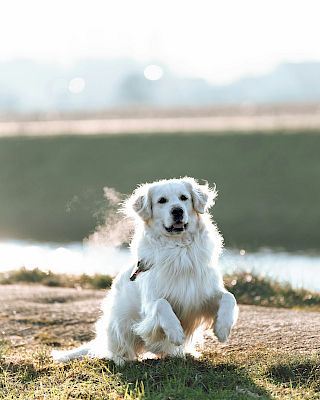 A small white dog runs toward the camera on a grassy path near water, ears flopping as it plays in a sunny outdoor setting.