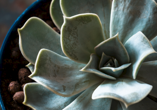 Succulent plant with thick, pale blue-green leaves arranged in a tight rosette, potted in dark soil and brown beads.