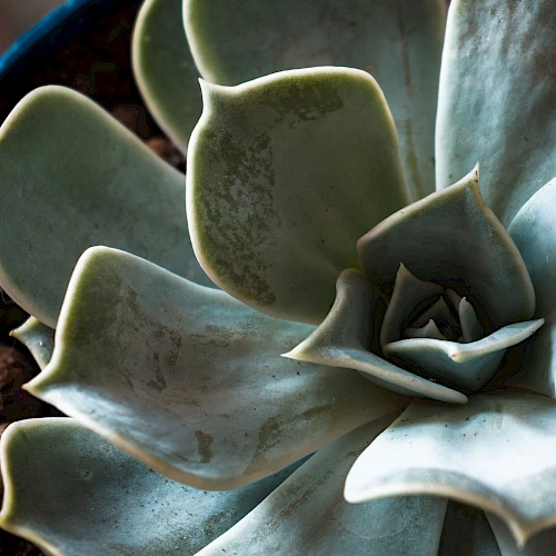 Succulent plant with thick, pale blue-green leaves arranged in a tight rosette, potted in dark soil and brown beads.