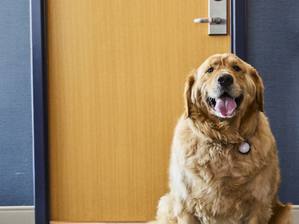 A golden retriever sits on a blue carpet by an office door, panting with its tongue out.